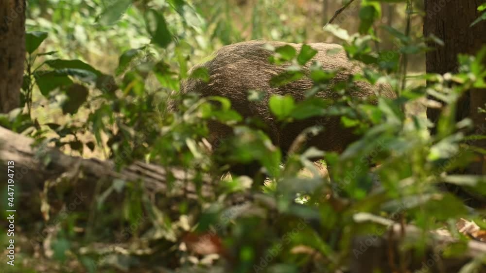 Natural landscape with a Wild Boar, Sus Scrofa, searching and foraging for food under a trees in a tropical rainforest in Huai Kha Khaeng Wildlife Sanctuary in Thailand. Natural landscape with a Wild Boar, Sus Scrofa, searching and foraging for food under a trees in a tropical rainforest in Huai Kha Khaeng Wildlife Sanctuary in Thailand.