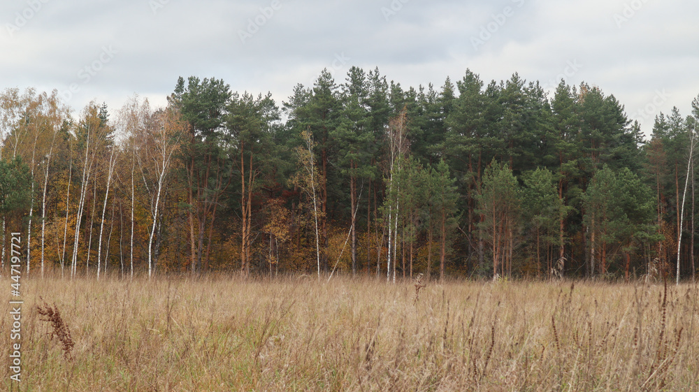 Beautiful autumn landscape in the suburbs. Russia. 3 Beautiful autumn landscape in the suburbs. Russia. 3