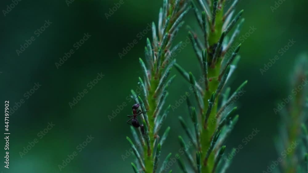 Macro shot of wild black ant climbing in green fir branch of tree in forest Macro shot of wild black ant climbing in green fir branch of tree in forest