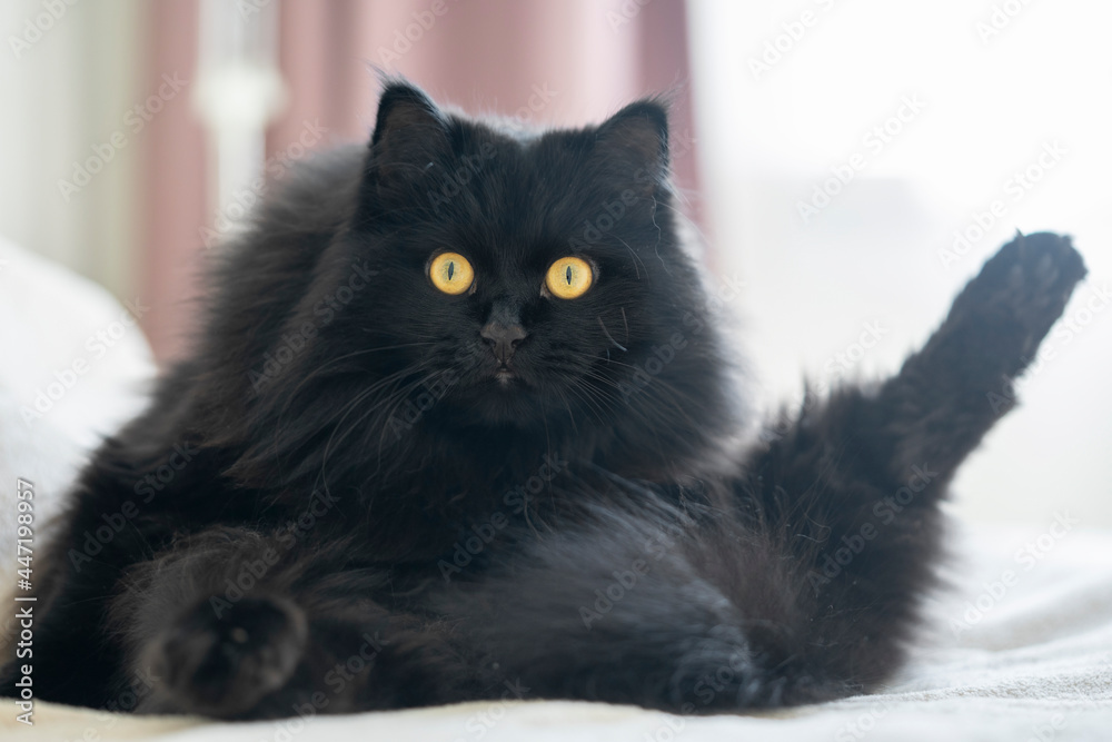 Fototapeta premium A black fluffy cat with yellow eyes lies and rests in a funny pose at home.