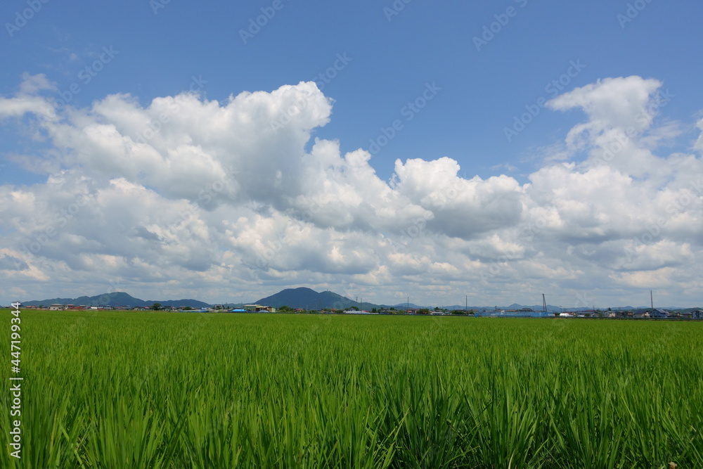 夏の田園風景　水田