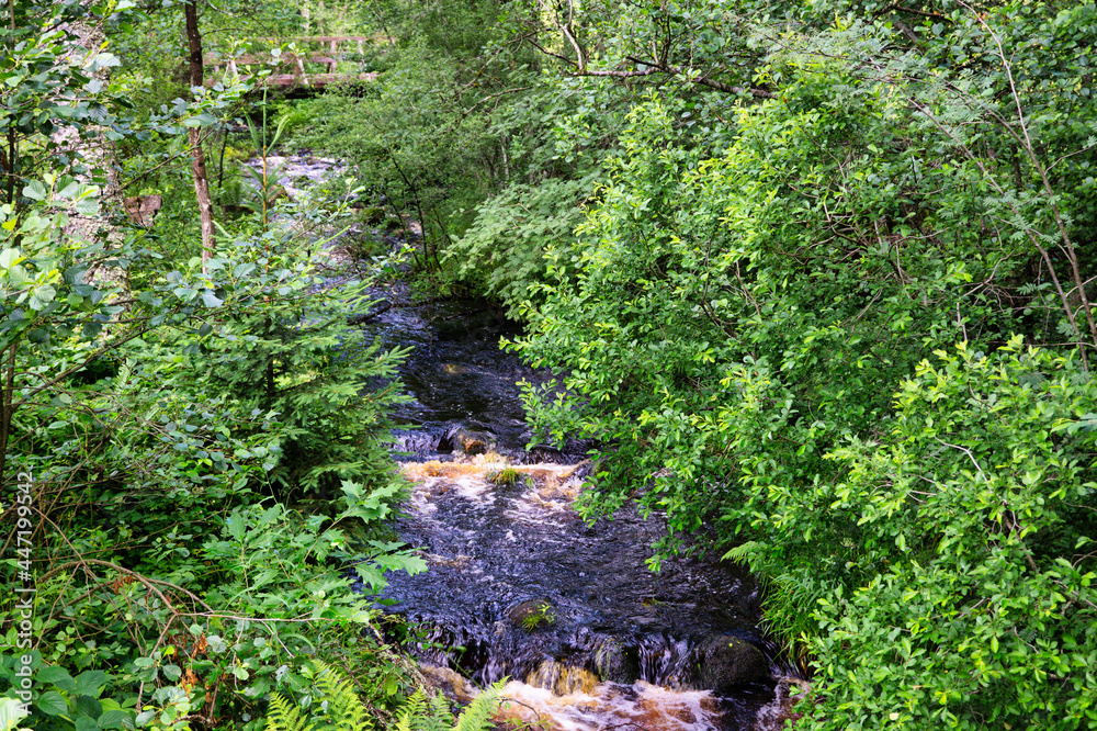 Obraz premium waterfall in the forest