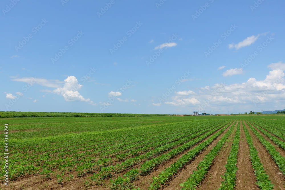 夏の田園風景 大豆畑 夏の田園風景 大豆畑
