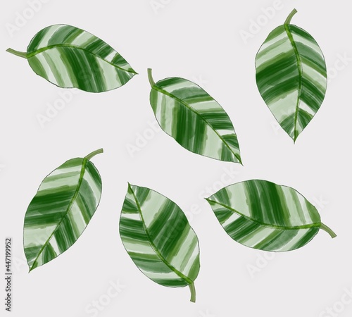 Musa Florida Variegated illustration design from digital art painting on background for decorations