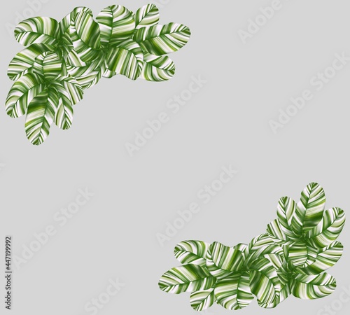Musa Florida Variegated illustration design from digital art painting on background for decorations