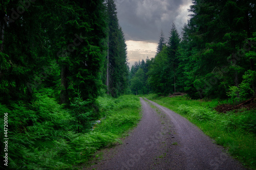 road in the forest