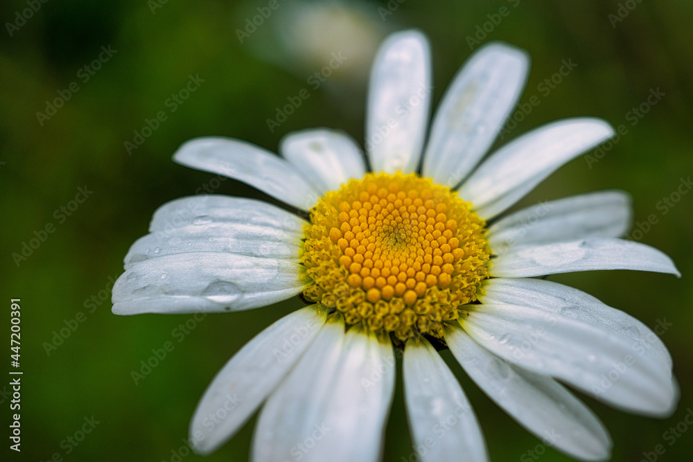 daisy with dew daisy with dew