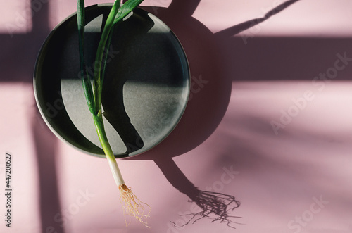 Spring onion styled on a pink background.