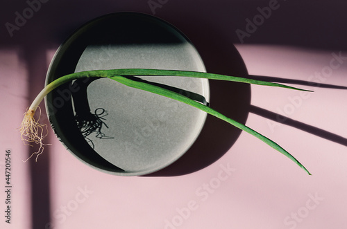 Spring onion styled on a pink background.