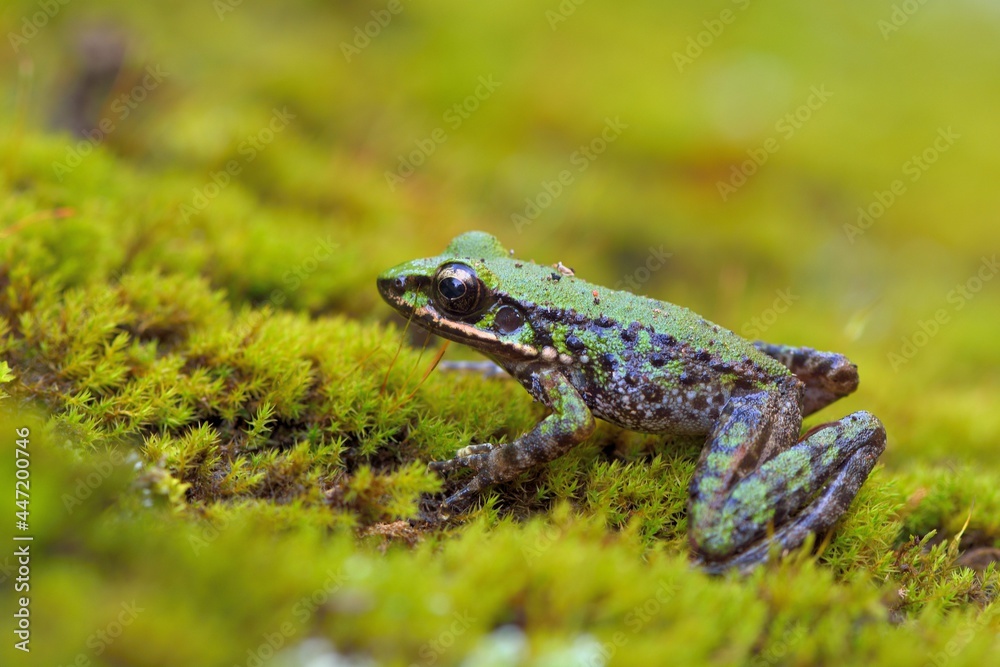 Fototapeta premium Swinhoe's frog(Odorrana swinhoana)(Boulenger, 1903)
