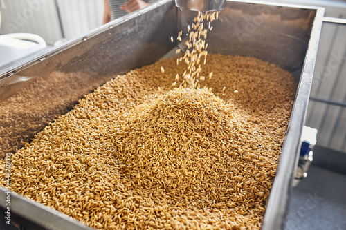 Filling containers with fresh grains on the factory © sata_production
