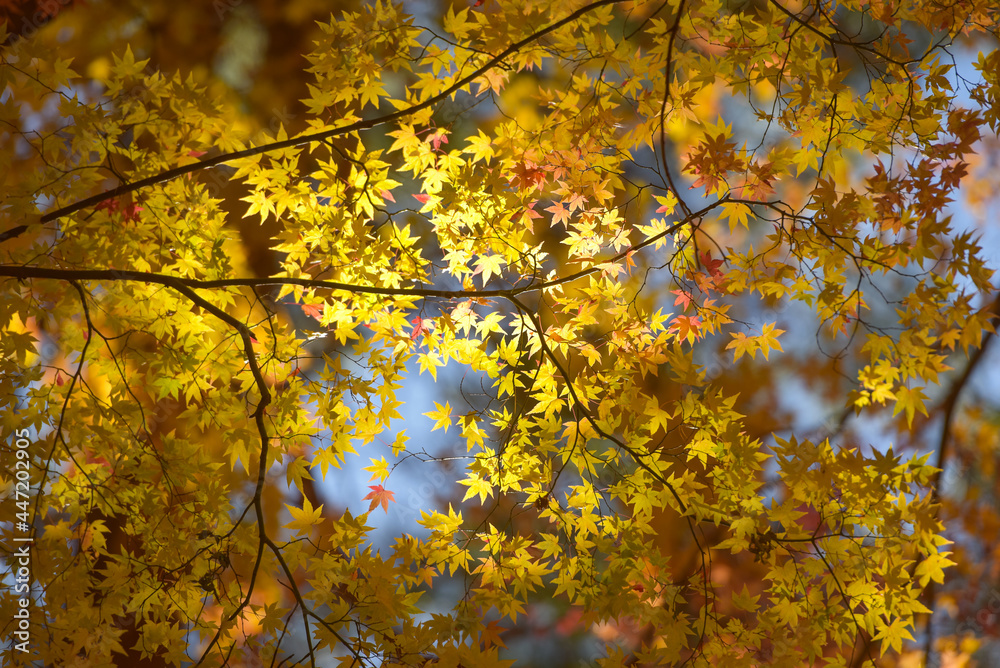 Forest with golden yellow leaves in autumn Forest with golden yellow leaves in autumn