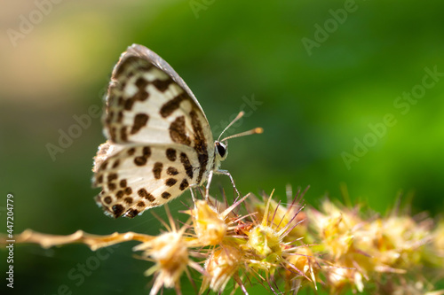 Brown butterfly fly in morning nature. © noon@photo