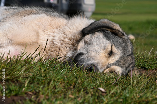 Weißer Sarplaninac Schäferhund liegt im Gras und schläft, Tierkopf Porträt, in Albanien
