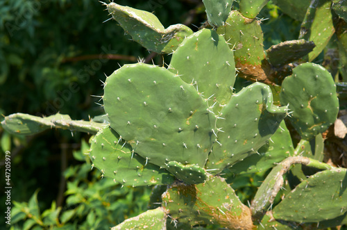 nopal