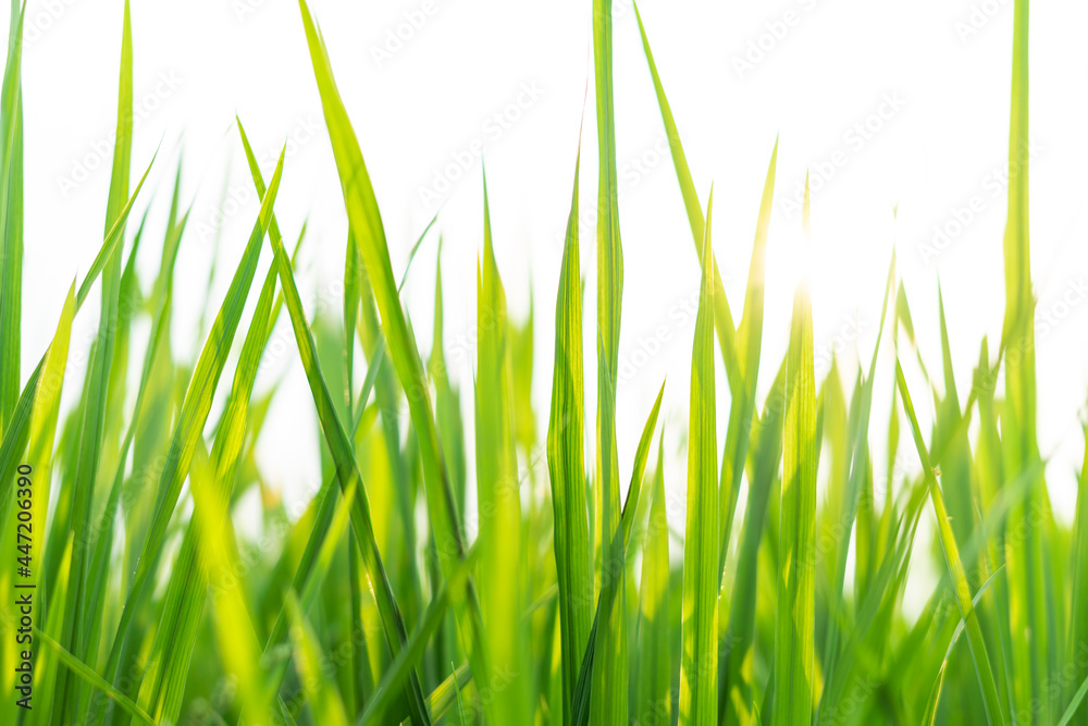 Succulent lush green grass in the meadow in the early morning Succulent lush green grass in the meadow in the early morning