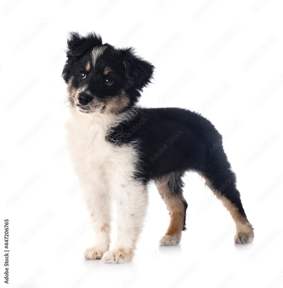 Miniature American Shepherd Miniature American Shepherd