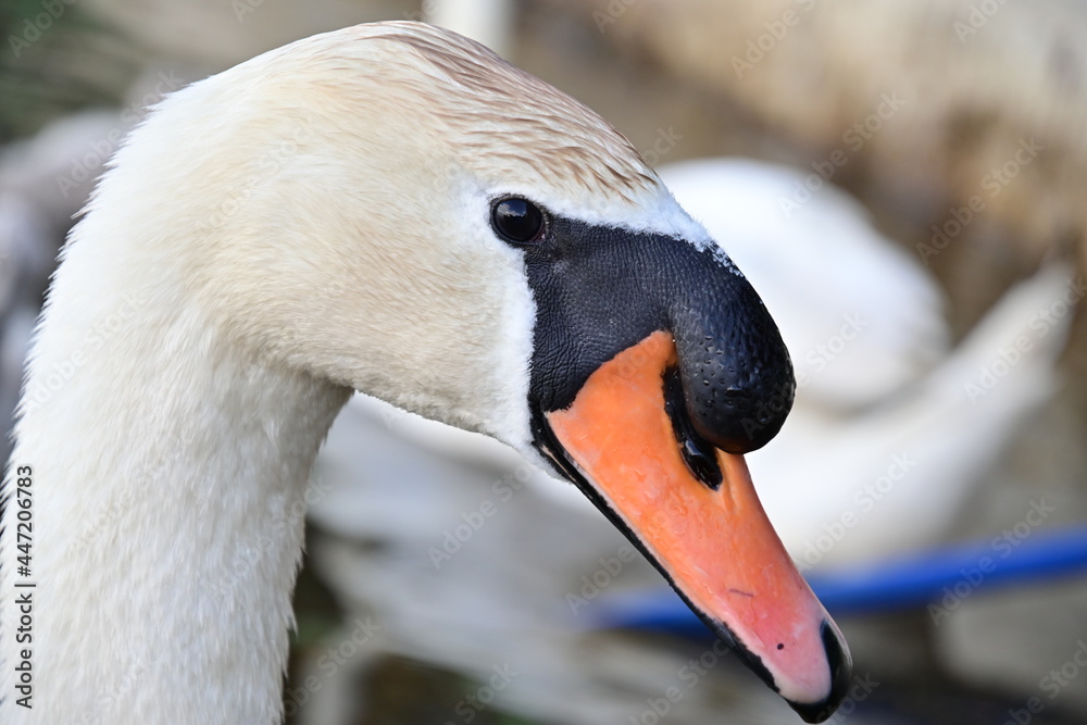 Obraz premium Porträt Nahaufnahme eines Schwans, Close up