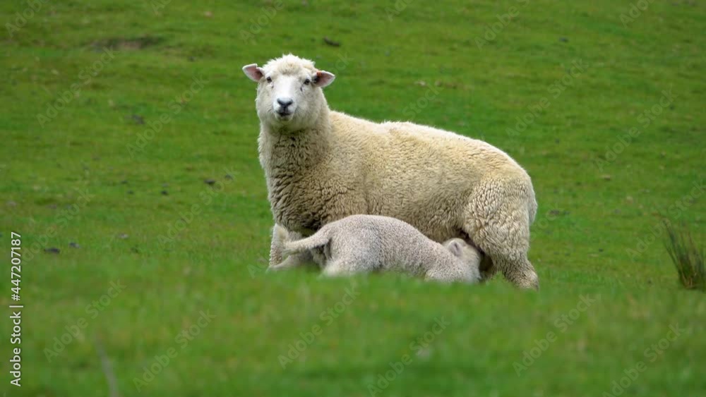 Sheep family with baby resting on green grass field during baby drinking from udder,close up Sheep family with baby resting on green grass field during baby drinking from udder,close up