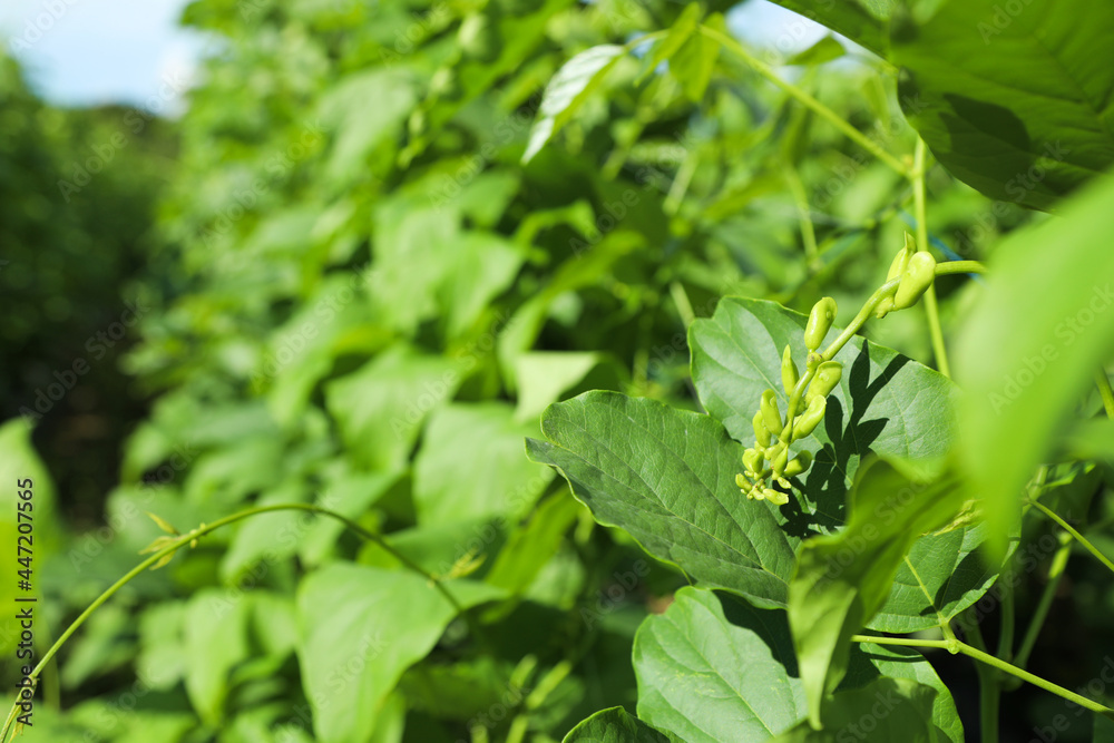 The stem and fruit of a field of sword bean The stem and fruit of a field of sword bean