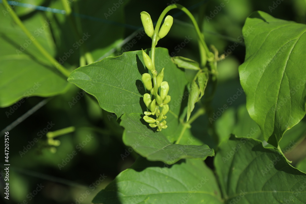 The stem and fruit of a field of sword bean The stem and fruit of a field of sword bean