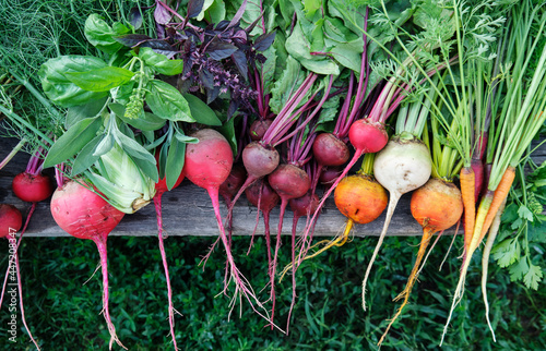 Organic beets and carrots of different varieties with edible herbs.