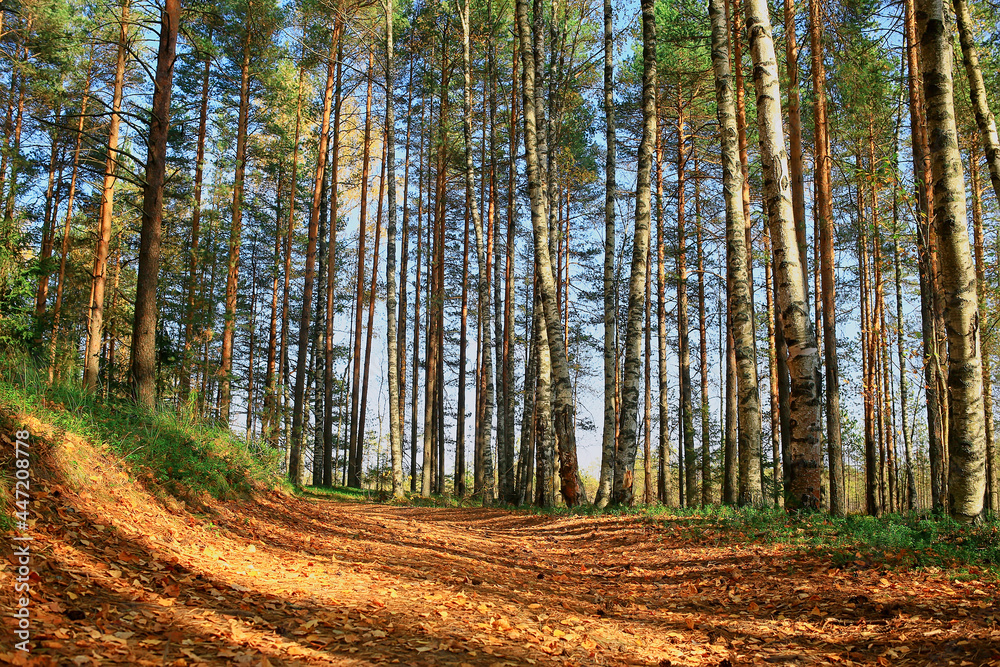 Obraz premium alley in autumn park landscape, fall yellow road seasonal landscape in october in the city