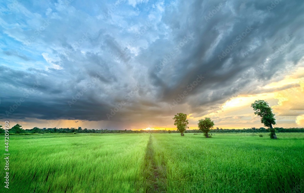 Green wheat field. Summer storm landscape. Beautiful clouds. Epic Nature landscape.Rapeseed fileds with clouds above.Green field, fresh air under beautiful sky and clouds