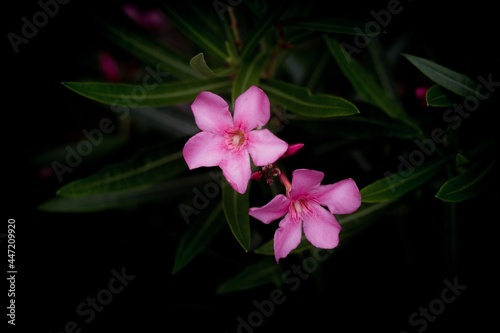 Low light close up of two pink Oleander flowers with a dark background