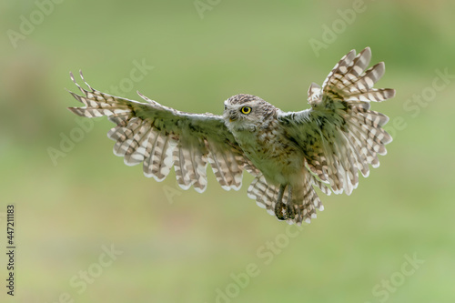 Burrowing owl (Athene cunicularia) in flight. With Wings Spread. Green summer background. 