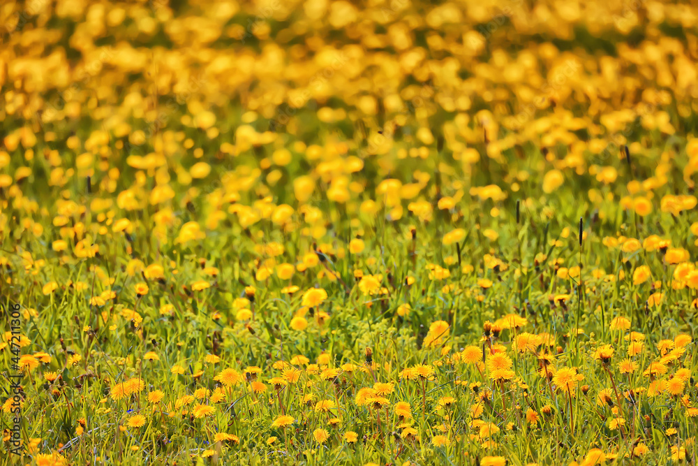 yellow dandelion field background, abstract panorama yellow flower blooming dandelions yellow dandelion field background, abstract panorama yellow flower blooming dandelions