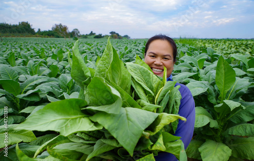 Sticker Face of happy Asian woman, Agriculture farmer working in a tobacco harvesting plantation