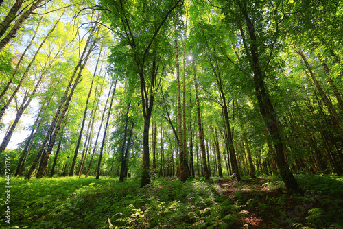 sunny summer day in green park, beautiful landscape trees background