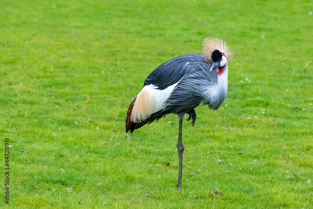 Fototapeta premium Grey Crowned Crane, Balearica regulorum, beautiful bird 