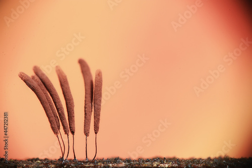 plasmodium mold fungi, microscope close-up little life, unusual fungi mold in the forest photo