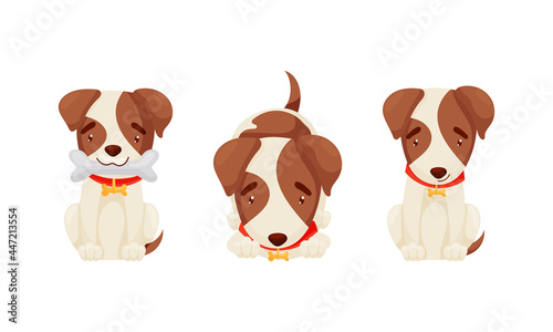 Jack Russell Terrier with Collar Sitting with Bone Vector Set