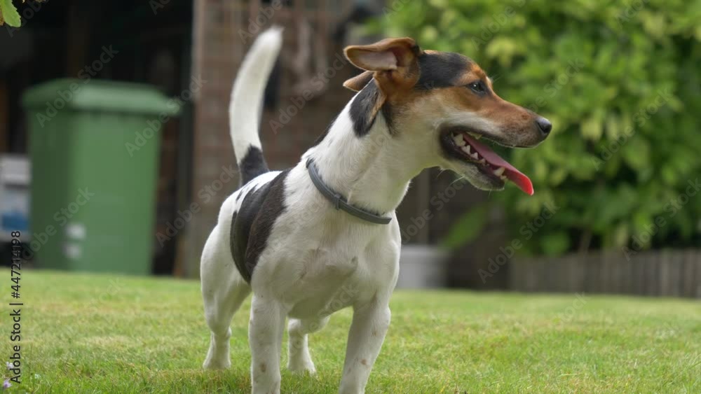 Close up shot of playful jack russel terrier in garden wags with tail,slow motion shot. Close up shot of playful jack russel terrier in garden wags with tail,slow motion shot.