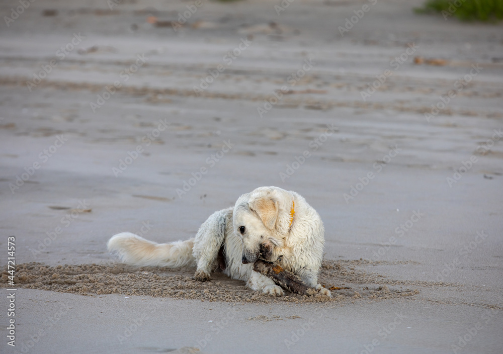 Golden retriever plays in the water on the beach Golden retriever plays in the water on the beach