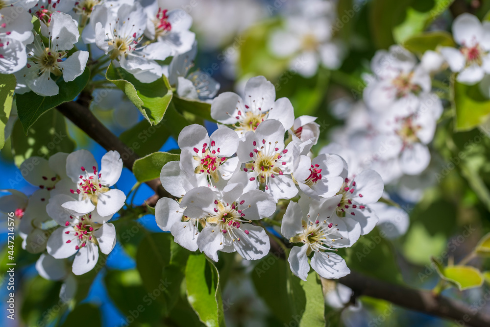 Sprig of white flowers blooms on a pear tree against a blue sky Sprig of white flowers blooms on a pear tree against a blue sky