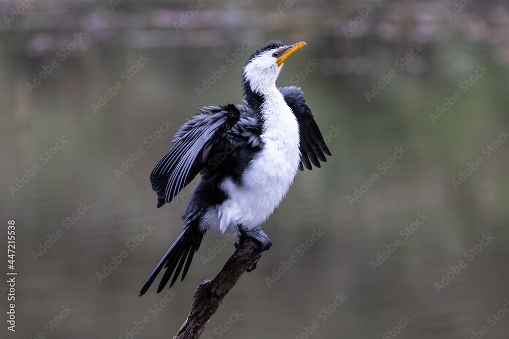Litle Pied Cormorant drying wings