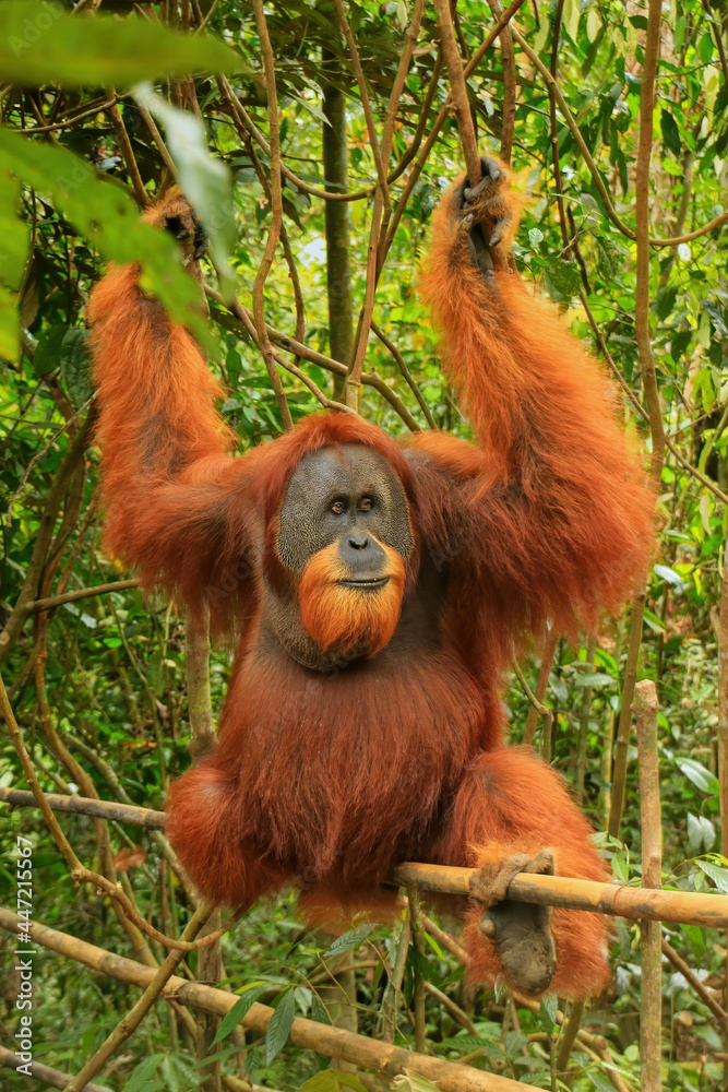 Male Sumatran orangutan (Pongo abelii) sitting on a bamboo in Gunung Leuser National Park, Sumatra, Indonesia
