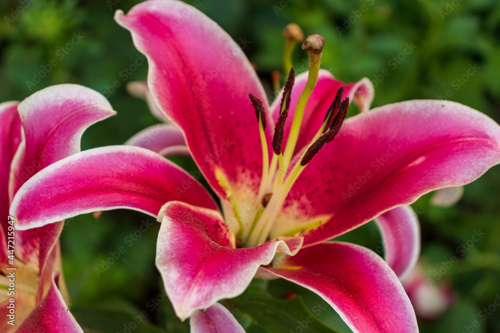 Flowers of pink lilies in the garden. Pink floral background.