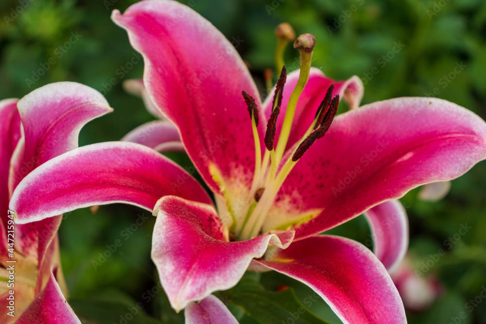 Flowers of pink lilies in the garden. Pink floral background. Flowers of pink lilies in the garden. Pink floral background.