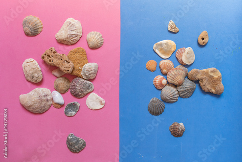 Creative seashell pattern on pastel pink and blue background. Summer flat lay.