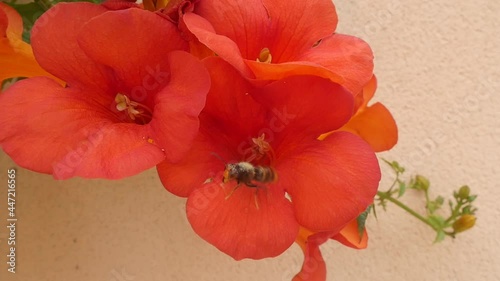 Asian hornet foraging a flower before taking off in slow motion photo