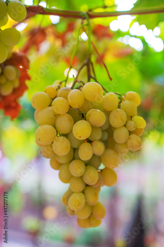 Harvest of white grapes. fields vineyards ripen grapes for wine