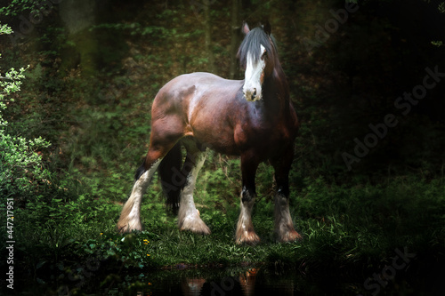 Shire Horse
