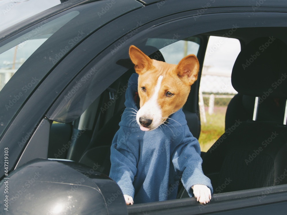 Basenji dog travels by car