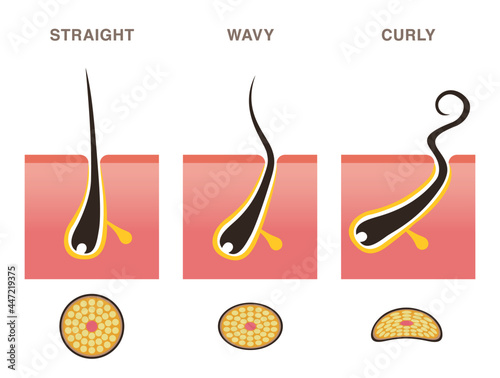 Cross section of hair types. Straight, wavy, curly. Pale colored illustration in flat cartoon style.