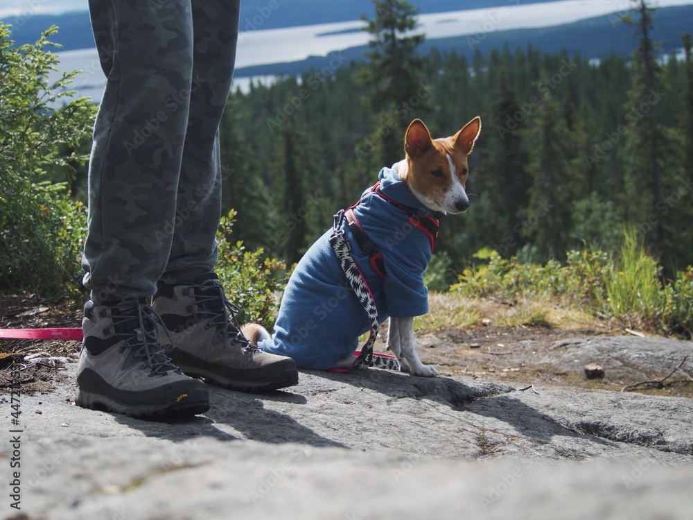 Obraz premium dog besenji travels through forests and mountains